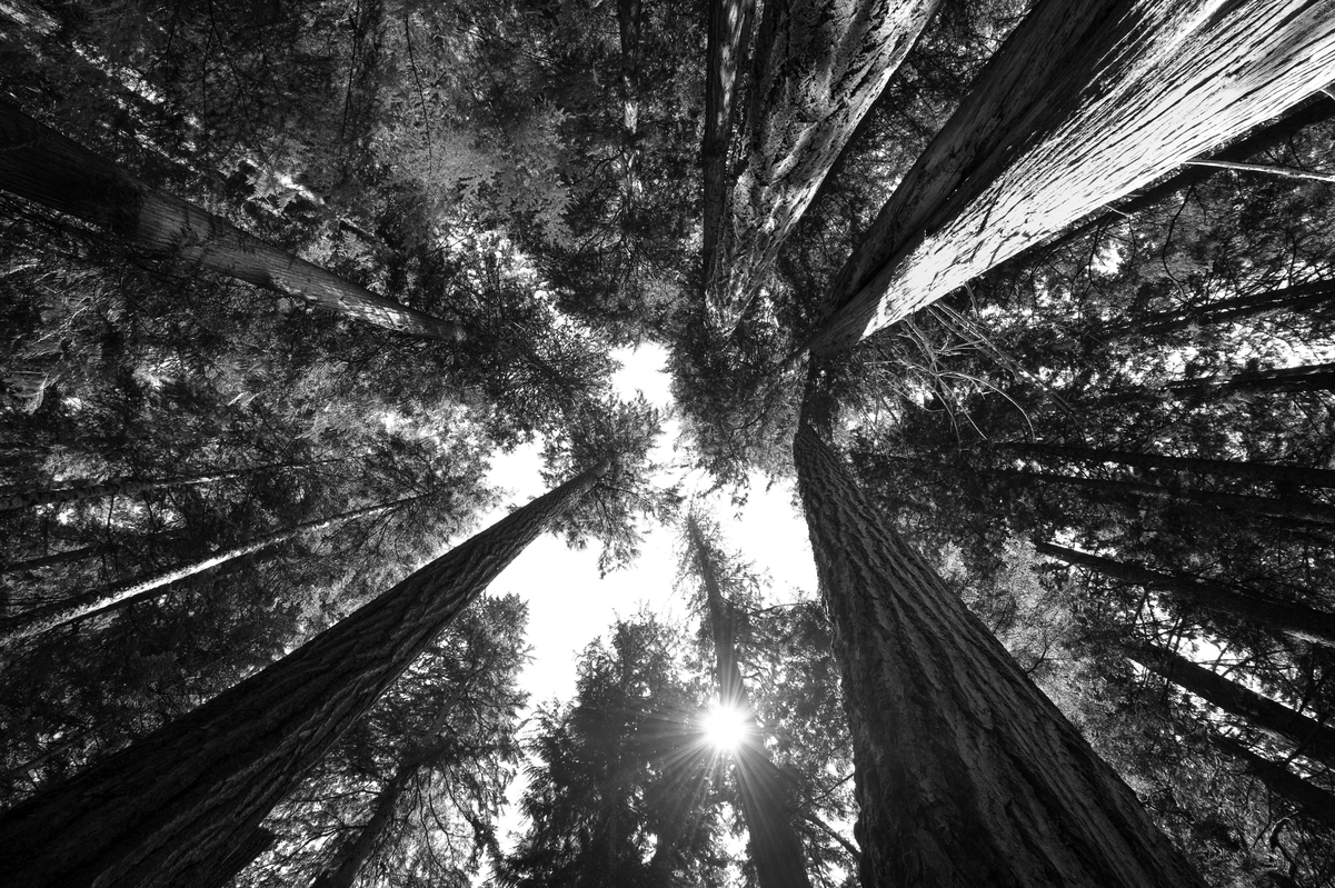 Empowering A More Sustainable Consciousness